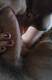 goduria
